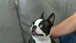 French Bulldog Talking Funny Compilation [upl. by Chui396]