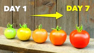 How to Ripen Green Tomatoes In Just 7 Days [upl. by Cattima87]