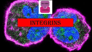 Integrins  Cell Adhesion Molecules  Cell Communication amp Signalling csirnet cellsignaling [upl. by Ahsinyar669]