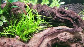 Rotala Wallichii juncus repens pinnatifida Cinematic only [upl. by Kalindi]