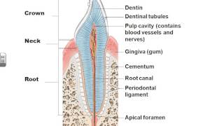 AampPII Chapter 23 Digestive system lecture part 1 [upl. by Sucy]