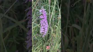 Orchid on the Tissington trail [upl. by Cosenza]