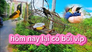 CHIA BỚT VÀI CHIM HÚT MẬT 5M TỐ CHẤT XÙY CHÉM  BẨY CHIM HÚT MẬT 5M CHUYỀN ĐẸP trasuaOLA [upl. by Monique]