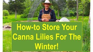 Tips and Ideas on Howto Store Your Canna Lilies for the Winter [upl. by Niall]