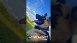 German Shepherd Dog 🤩😱 shorts [upl. by Sirah539]