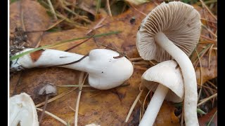 Strzępiak ziemistoblaszkowy Inocybe geophylla [upl. by Allets]