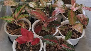 3 Aglaonema Collection 🩷💚❤️ 20 varieties of Aglaonema Part 1  Northeast 🏡  Plants collection 🪴 [upl. by Piper]