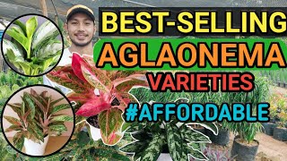 BESTSELLING AGLAONEMA VARIETIES  2021 [upl. by Nolat]