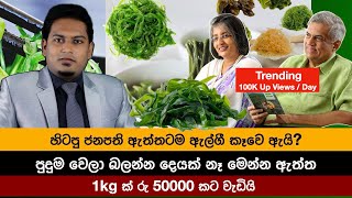 ඇල්ගී කෑවම ඇත්තටම මොකද වෙන්නෙ  Algea By Nutritionist Hiroshan Jayaranga [upl. by Pinsky528]