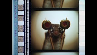 Mousehunt 1997 35mm film trailer flat open matte 1171 ratio 2520x2160 [upl. by Acinorej]