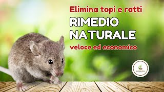 Rimedio naturale efficace contro Topi e Ratti [upl. by Asilak]