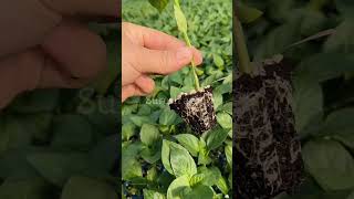 Advantages of planting chilli plants in trays agro farmingtechnology shorts trending [upl. by Given]