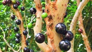 Jaboticaba Brazilian Tree Grape   How To Grow It  Why To Love It [upl. by Einnel]