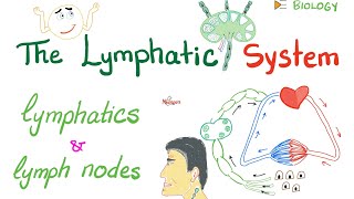 The Lymphatic System  Lymphatics and Lymph Nodes  Immunology  Biology [upl. by Domenic70]