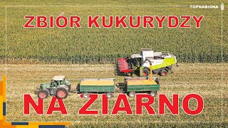 🌽 Pierwsze zbiory kukurydzy na ziarno 2024  Nicolo amp Baron  Top Nasiona [upl. by Missy]