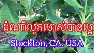 ដំណាំលូតលាស់បានល្អ Stockton CA USA [upl. by Cheria]