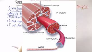 Structural organization of skeletal muscle  Biomechanics of human skeletal muscle [upl. by Plusch]