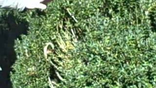 Boxwood Plant Health Care after Mite and Pest [upl. by Etsirk872]