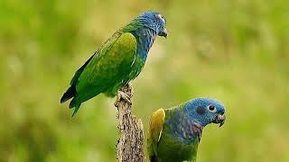 Blue headed parrot pionus parrot sound [upl. by Emearg]