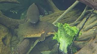 Australian Lungfish munching on salad  Ein australischer Lungenfisch😋 zoo nationalaquarium [upl. by Perrins]