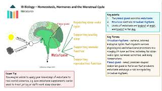 Homeostasis Hormones and the Menstrual Cycle IB Biology SLHL [upl. by Zadack]