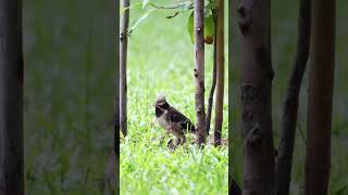 ReviewBirdNews Blackcollared starling Bird birds [upl. by Airetas]