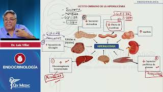 Octeto Ominoso FISIOPATOLOGIA DIABETES ENDOCRINO índice en Descripción QXMEDIC [upl. by Adams759]