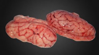 Pig Brain Eaten by Maggots Time Lapse  39 Days【4K】 [upl. by Sinnaoi]