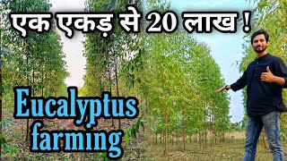 नीलगिरी सफेदा की खेती कैसे करें  Eucalyptus farming kaise karen  ek acre se 20 lakh ki selling [upl. by Anisor]