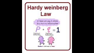 Understanding Hardy Weinberg Equilibrium  2024 [upl. by Aynor753]