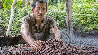 ORIGENES DE CHAHUARES FERMENTACIÓN SECADO Y TOSTADO DEL CACAO CHUNCHO [upl. by Ysdnil]