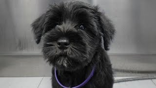 Sweet Miniature Schnauzer puppy gets her first spa day [upl. by Yoshiko]