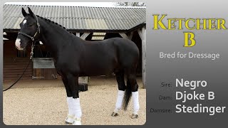 Ketcher B  dressage stallion by Negro [upl. by Gardener]