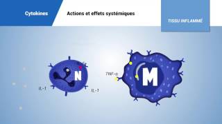 Cytokines Actions et effets systémiques [upl. by Jewelle515]