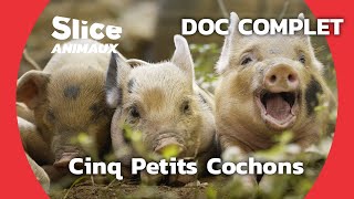 La Vie Secrète des Cochons I SLICE ANIMAUX  DOC COMPLET [upl. by Rabbi459]