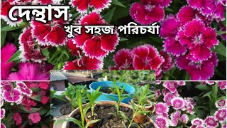 Dianthus গাছের সঠিক পরিচর্যা ও প্রচুর ফুল পাবার টিপস । winterflower gardeningtips winterplant [upl. by Nonnahsal]