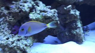 Scarus Qouyi amp Australian Acanthurus Dussumieri Tang [upl. by Aynotan]