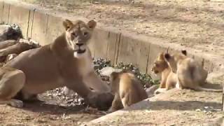 The life of lions lions and their cubs [upl. by Nefen366]