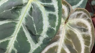 Anthuriums new leaves of Anthuriums [upl. by Garwood41]