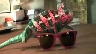 Chameleon Camouflages to Sunglasses [upl. by Yeltnarb]