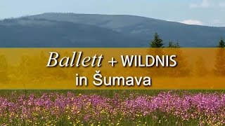 Ballett  Wildnis in Sumava Bayerisches Staatsballett [upl. by Akimit]