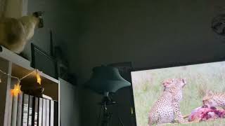 Cat watching nature documentary [upl. by Rengia]