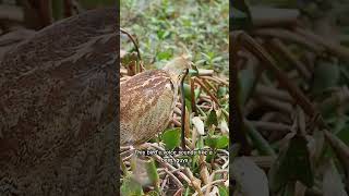 Eurasian Bittern call animals [upl. by Stefanie]