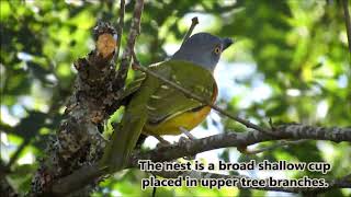 The Greyheaded Bushshrike [upl. by Kliment]