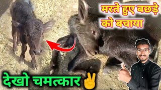 देखो नया चमत्कार  Hypomagnesemia in calf  symptoms of hypomagnesemia in buffalo calf [upl. by Eeliah]