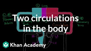 Two Circulations in the Body  Circulatory system physiology  NCLEXRN  Khan Academy [upl. by Yzzo]