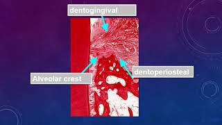 Chapter 7 Periodontal ligament Section [upl. by Jessen]