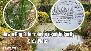 Using a Bog Filter to Purify Grey Water [upl. by Auhel]