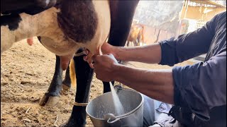 Milking process on a daily farm cow cowmilking milkingprocess ​⁠dairyvloge8514 [upl. by Coucher]