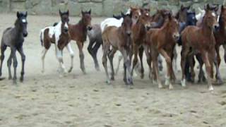 LCC 2010 Nurse Mare Foals [upl. by Balough]